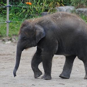 Asiatic Elephant calf