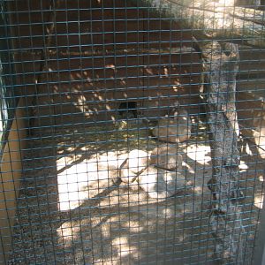 Skærup Zoo - Rock cavy exhibit