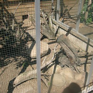 Skærup Zoo - Slender mongoose exhibit