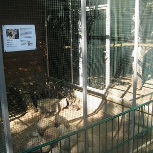Skærup Zoo - Brazilian guinea pig exhibit