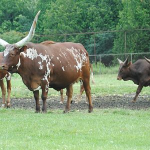 Watusi Cattle (Nairobi Sanctuary drive-through reserve)