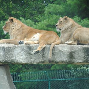 Simba Lion Country reserve