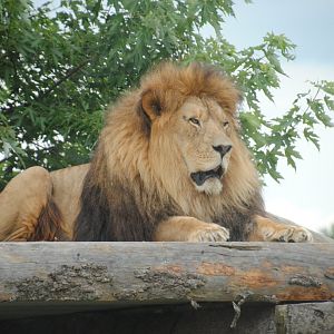 Simba Lion Country reserve