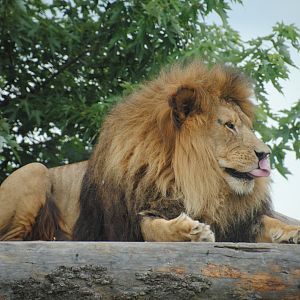 Simba Lion Country reserve