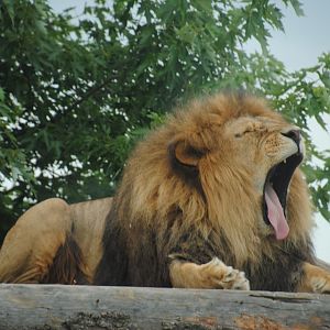 Simba Lion Country reserve