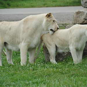 Timbavati Lion Country reserve