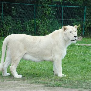 Timbavati Lion Country reserve