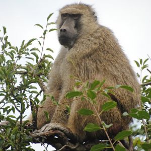 Olive Baboon (Wankie Bushland Trail reserve)
