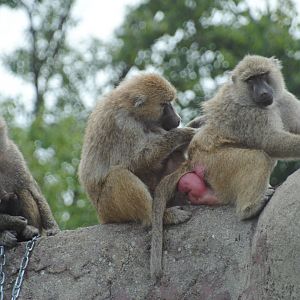 Olive Baboons (Wankie Bushland Trail reserve)