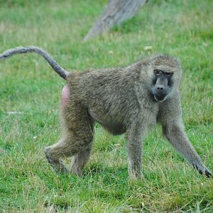 Olive Baboon (Wankie Bushland Trail reserve)