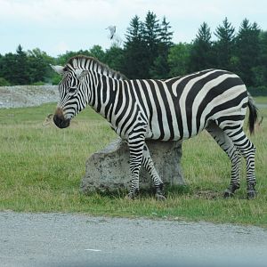 Plains Zebra (Rocky Ridge Veldt)