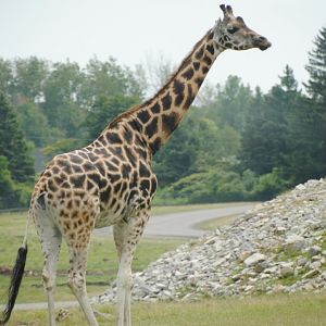 Giraffe (Rocky Ridge Veldt)