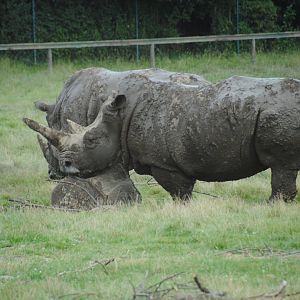 White Rhinos (Rocky Ridge Veldt)