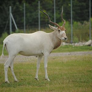 Addax (Rocky Ridge Veldt)