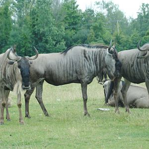 Wildebeest (Rocky Ridge Veldt)