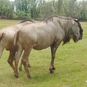 Wildebeest (Rocky Ridge Veldt) - possibly nominate subspecies of hybrid of Connochaetes taurinus?