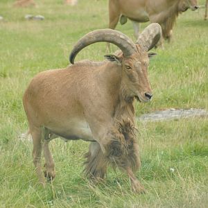 Aoudad (Rocky Ridge Veldt)