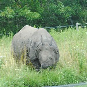 Indian Rhinoceros (paddock separated from the rest of Australasia reserve)