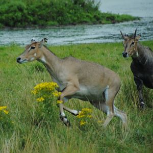 Nilgai (Australasia reserve)