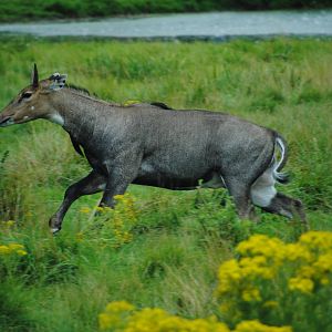 Nilgai (Australasia reserve)