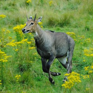 Nilgai (Australasia reserve)