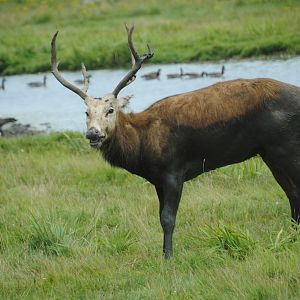 Pere David's Deer (Australasia reserve)