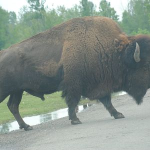 American Bison (The Americas reserve)