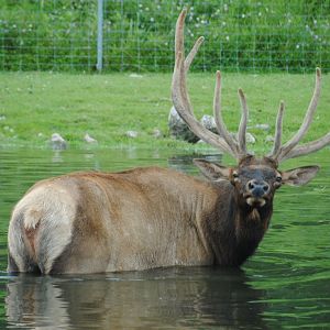 Wapiti (The Americas reserve)