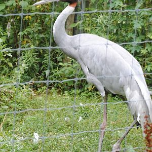 Sarus Crane (pedestrian section of the park)