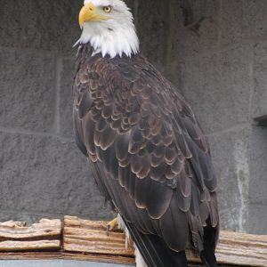 Bald Eagle (birds of prey section)