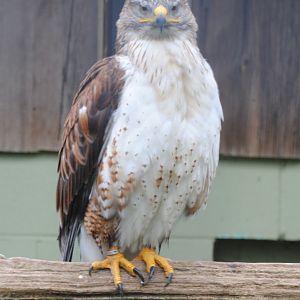 Ferruginous Hawk (birds of prey section)