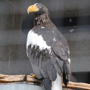 Steller's Sea-Eagle (birds of prey section)