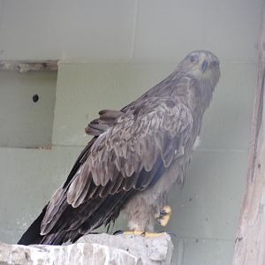 Tawny Eagle (birds of prey section)