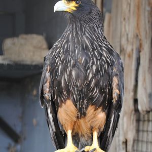 Striated Caracara (birds of prey section)