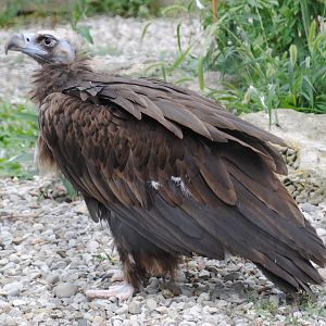 Cinereous Vulture (birds of prey section)