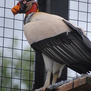 King Vulture (birds of prey section)