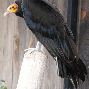 Yellow-headed Turkey Vulture (birds of prey section)