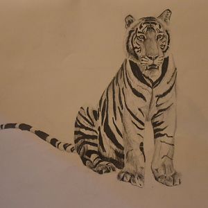 Bengal tiger sketch