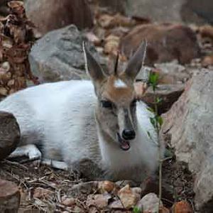 Common Duiker