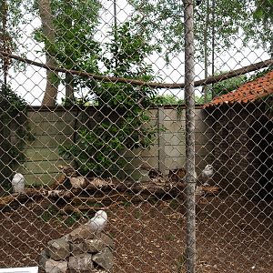 Snowy owl aviary, 2019-05-25