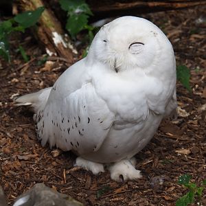 Snow owl (Bubo scandiacus), 2019-05-25