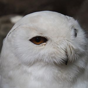 Snow owl (Bubo scandiacus), 2019-05-25