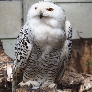 Snow owl (Bubo scandiacus), 2019-05-25