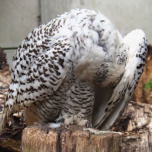 Preening Snow owl (Bubo scandiacus), 2019-05-25