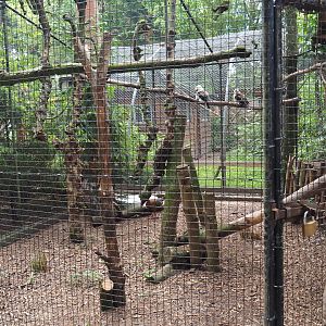 Siamese fireback pheasant and Laughing kookaburra aviary, 2019-05-25