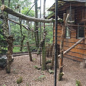 Siamese fireback pheasant and Laughing kookaburra aviary, 2019-05-25