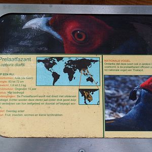 Sign Siamese fireback pheasant, 2019-05-25