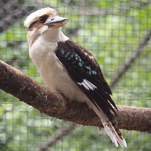 Laughing kookaburra (Dacelo novaeguineae), 2019-05-25
