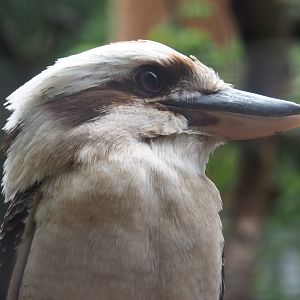 Laughing kookaburra (Dacelo novaeguineae), 2019-05-25