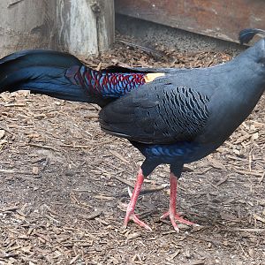Siamese fireback pheasant rooster (Lophura diardi), 2019-05-25